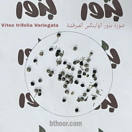 بذور شجيرة وايتكس المبرقشة-الفتيكس المبرقشة جملة