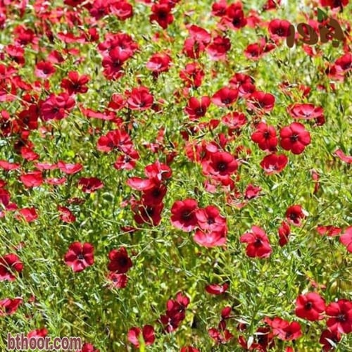 بذور كتان الزهور ( Linum grandiflorum )