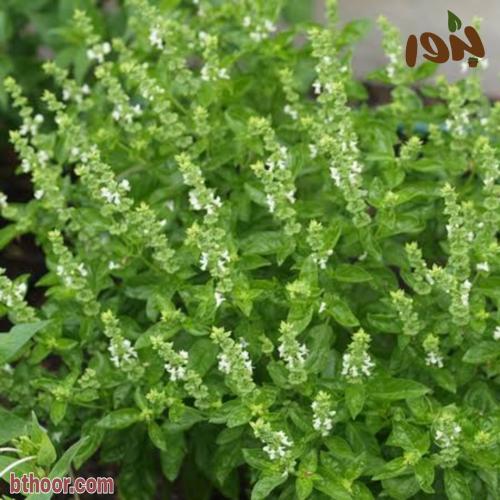 بذور الريحان الحلو جملة ( ريحان ايطالي ) Ocimum ba...