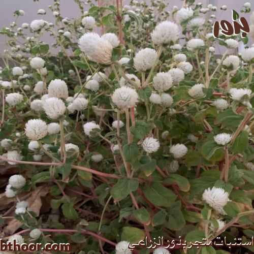 بذور زهرة جمفرينا بيضاء (مدنة) White gomphrena glo...