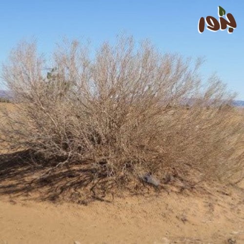 بذور شجيرة الارطى (calligonum comosum)