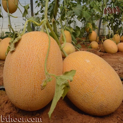 بذور الشمام الإيراني ( القلعاوي ) - جملة