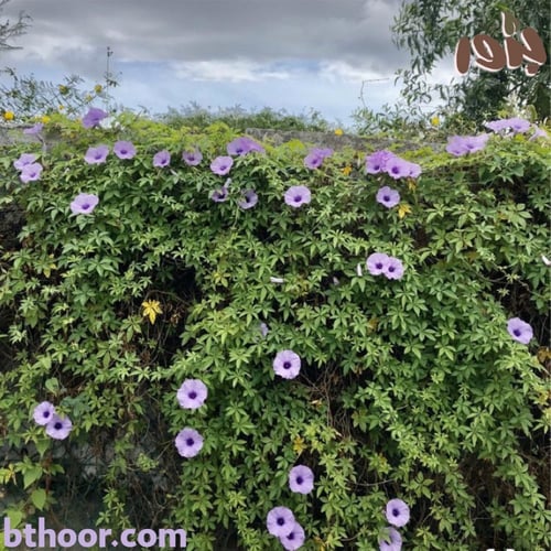 بذور ست الحسن ( Ipomoea cairica )