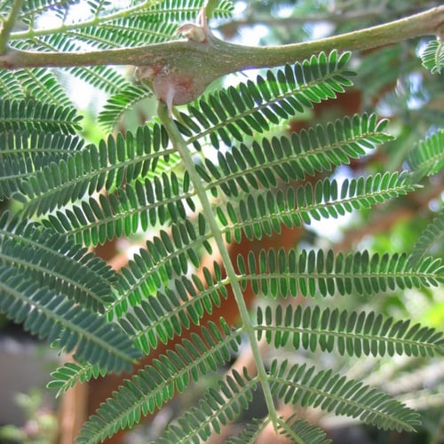 بذور سنط السيال ( طلح السيال ) Acacia seyal