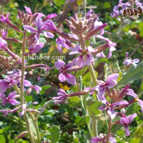 بذور الخزامى البري (Horwoodia dicksoniae)