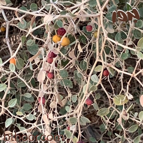 بذور السدر بري - جملة ( RHAMNUS )