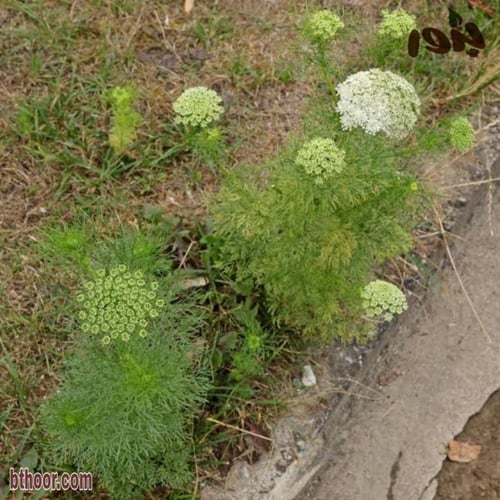 بذور عشبة الخلة البلدي ( Ammi visnaga )