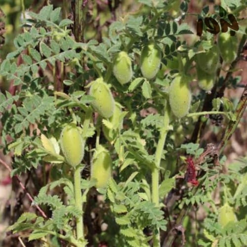 بذور حمص الأسود ( Cicer nigrum )