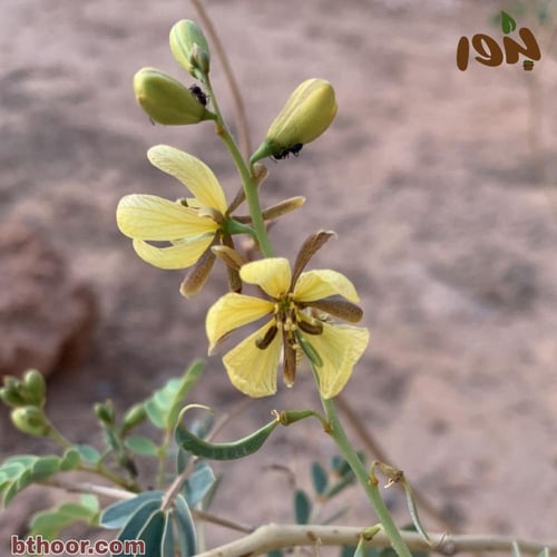 بذور نبات العشرق ( Senna italica )
