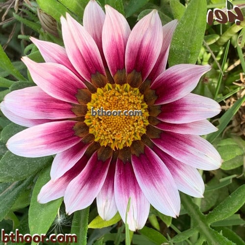 بذور زهرة الجازانيا الوردية ( Gazania splendens )