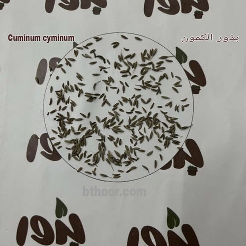بذور الكمون ( Cuminum cyminum )