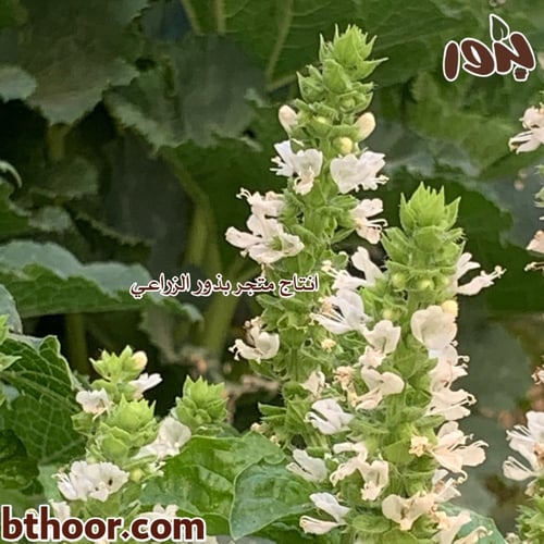 بذور الريحان الحلو ( ريحان ايطالي ) Ocimum basilic...