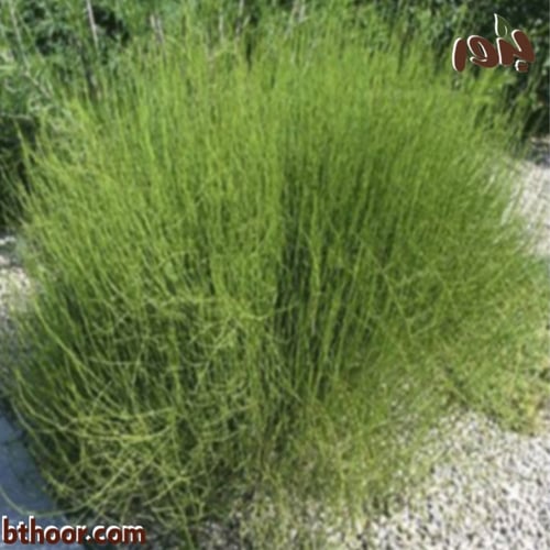 بذور العلندى-العلندة ( Ephedra alata )