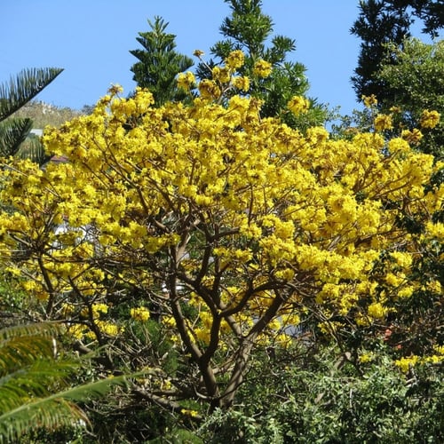 بذور شجرة التابوبيا الذهبية-ارجنتينا(Tabebuia aure...