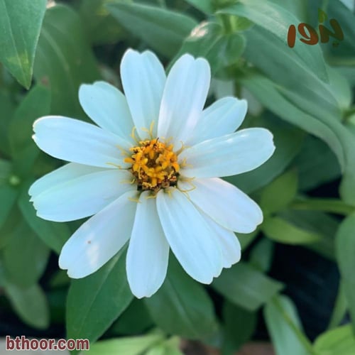 بذور زهرة الزينيا البيضاء ( Zinnia elegans )