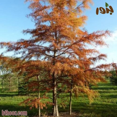بذور شجرة تاكسوديوم ( Taxodium distichum )