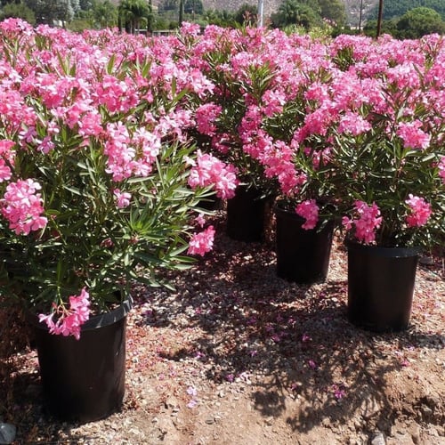 بذور الدفلى - الدفله الورديه (Nerium oleander)