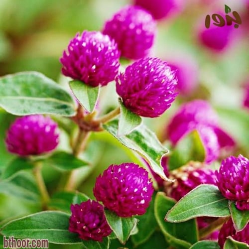 بذور زهرة جمفرينا ألوان متعددة ( Gomphrena globosa...