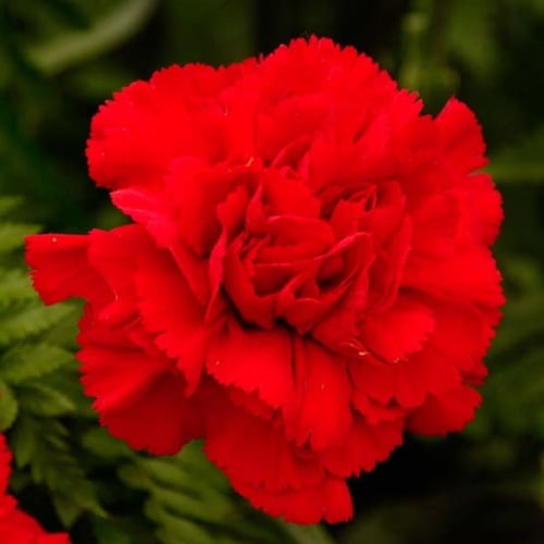 بذور زهرة القرنفل أحمر - Dianthus caryophyllus