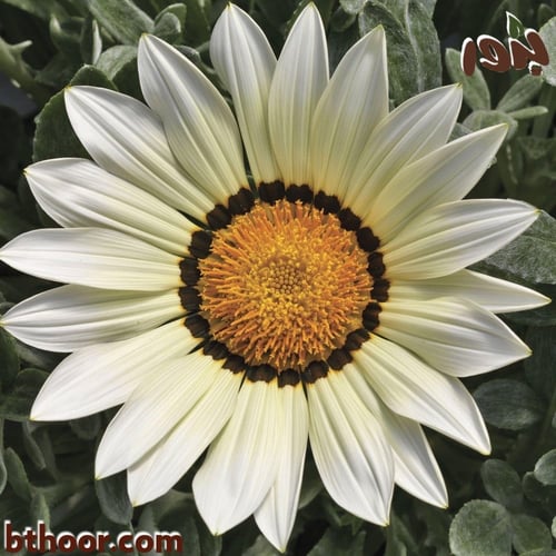 بذور جازانيا بيضاء-غازانيا جامدة ( Gazania rigens...