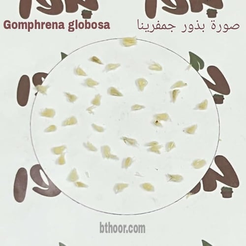 بذور زهرة جمفرينا ألوان متعددة ( Gomphrena globosa...