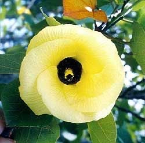 بذور الخبازي الساحلي - Hibiscus Tiliaceus