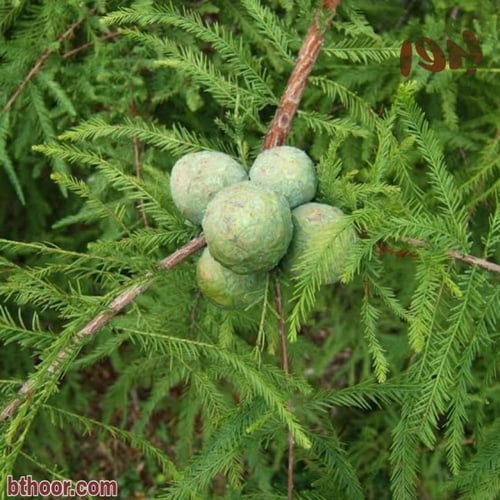 بذور شجرة تاكسوديوم ( Taxodium distichum )