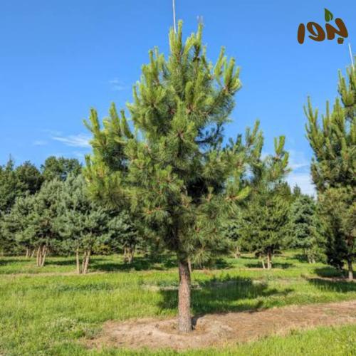 بذور شجرة الصنوبر ( Pinus )
