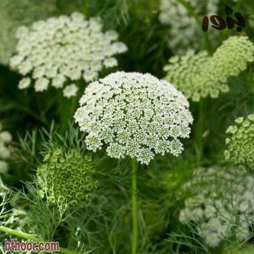 بذور عشبة الخلة البلدي ( Ammi visnaga )