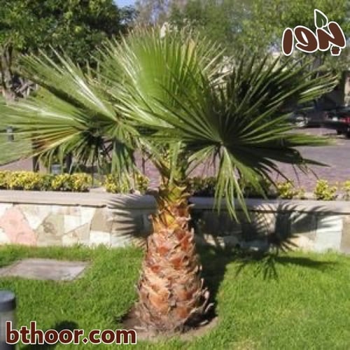 بذور نخيل واشنطوني جملة ( برتشارديا )