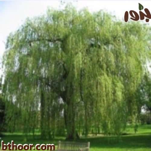 بذور شجرة الغاف الخليجي جملة