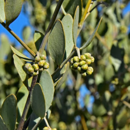 بذور ‫الجوجوبا‬ ( Simmondsia chinensis )