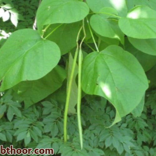 بذور شجرة الكاتالبا (Catalpa speciosa)