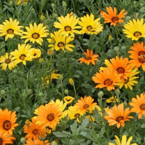 بذور زهرة ديمورفوتيكا سينواتا ( Dimorphotheca sinu...