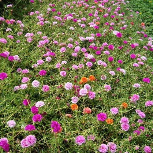 بذور زهرة الصباح - رجلة الزهور ( portulaca )