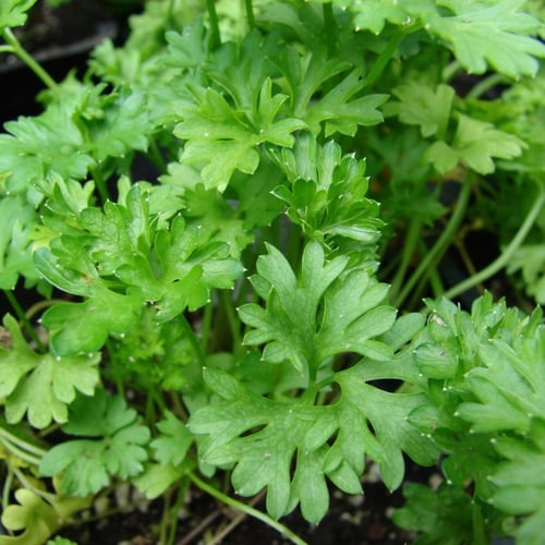 بذور نبات البقدونس (Petroselinum crispum)