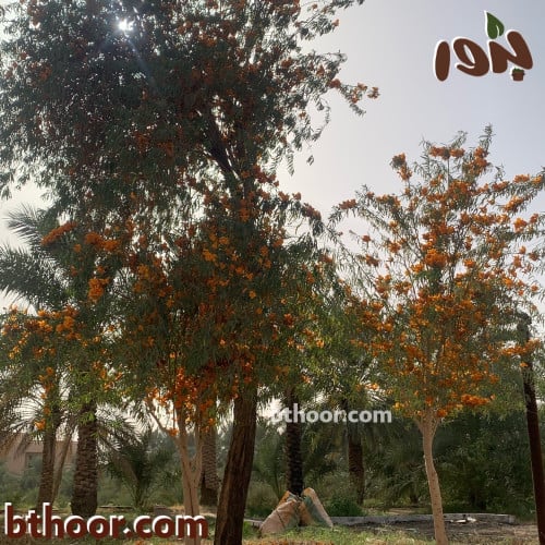 بذور شجرة الفرفارة (Tecomella undulata)