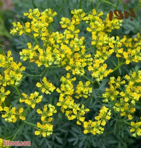 بذور عشبة الشذاب العطرية ( Ruta graveolens )