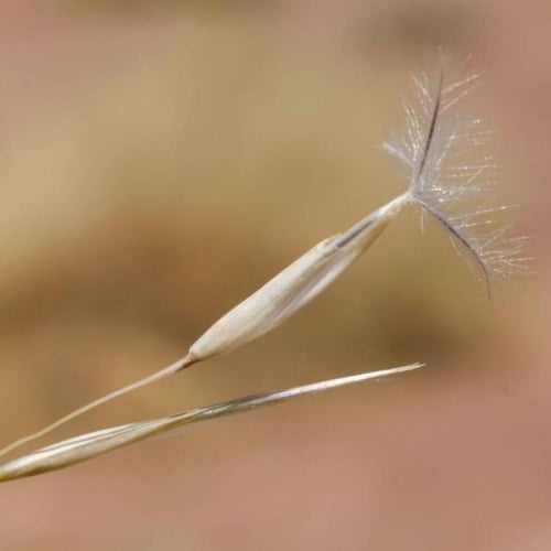 بذور عشبة النصي - Stipagrostis