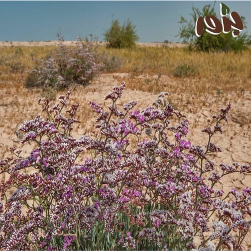 بذور خزامى البحر (قطف) limonium axillare