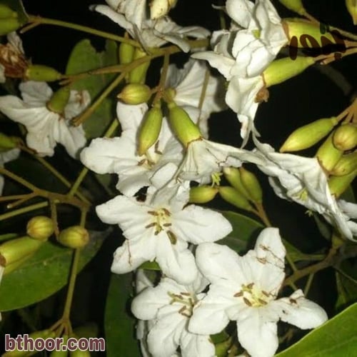 بذور شجرة كورديا بيضاء ( cordia megalantha )