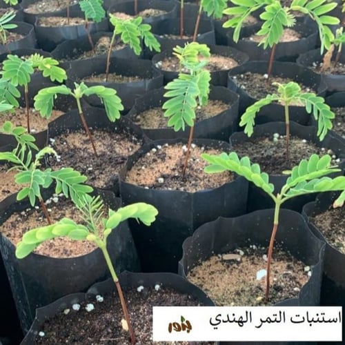 بذور تمر هندي ( Tamarindus indica )