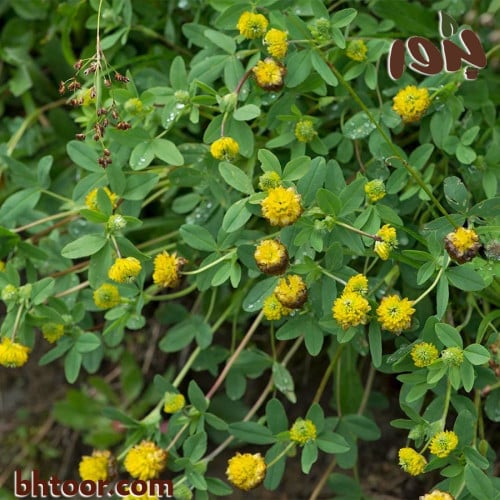 بذور عشبة النفل ( جملة )