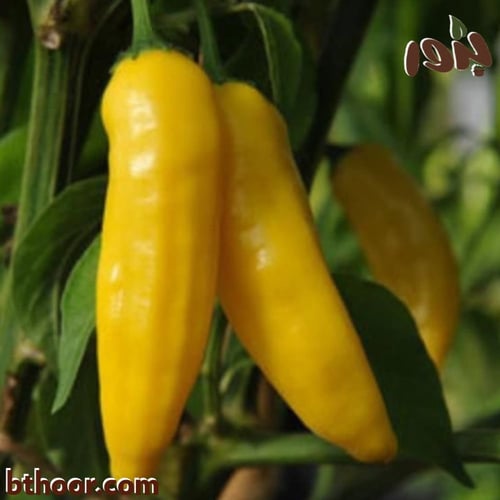 بذور فلفل حار أصفر - كبير الحجم ( Capsicum annuum...