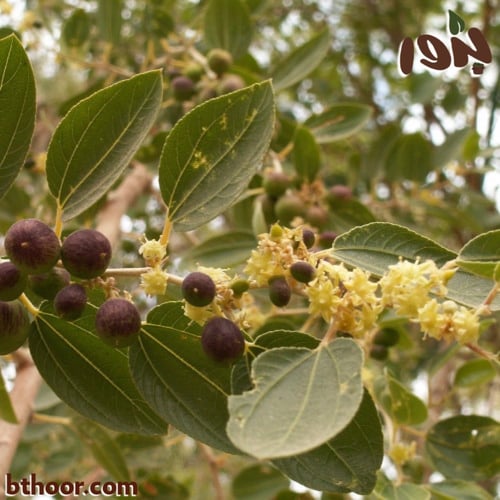 بذور السدر بري - جملة ( RHAMNUS )