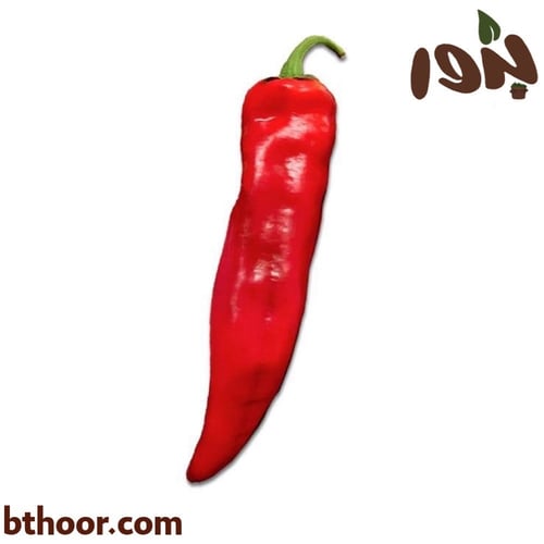 بذور فلفل حار أحمر - كبير الحجم ( Capsicum annuum...