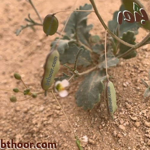بذور عشبة القليقلان جملة