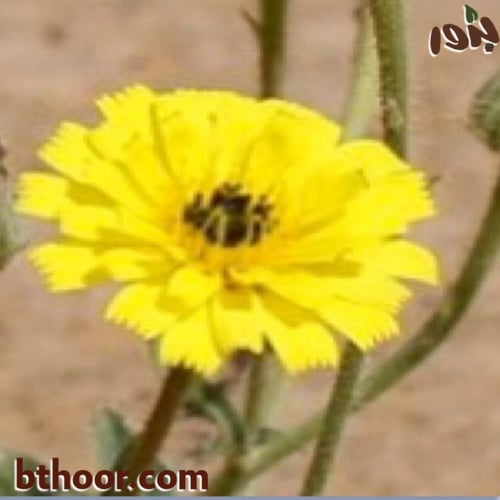 بذور الحوذان (Ranunculus)