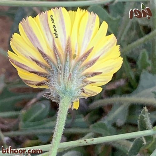 بذور الحوذان (Ranunculus)