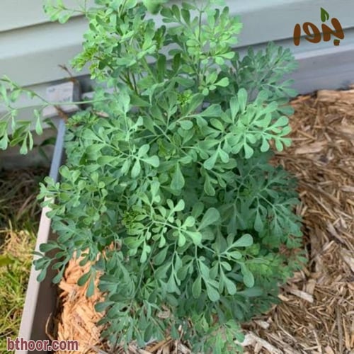بذور عشبة الشذاب العطرية ( Ruta graveolens )